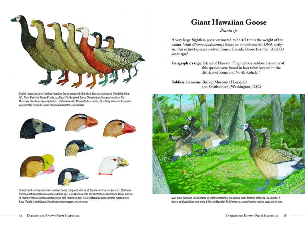 extinct-birds-of-hawaii-mutual-publishing