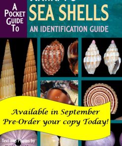 Pocket Guide to Hawaii's Sea Shells